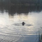 Пензенец залез в водоем на Барковке и исчез… с концами