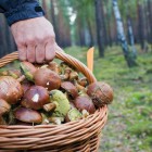 В Пензенской области пенсионер с больным сердцем пошел за грибами и пропал