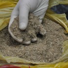 В Пензенской области у мужчины нашли 165 кустов мака
