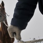 Разбойники воровали лошадей и коров на территории Пензенской и Ульяновской областей