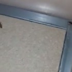 Житель Пензы столкнулся лицом к лицу с тараканами, бегающими по кроватям в больнице