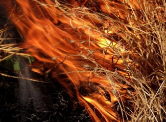 В Пензенской области за сутки в огне сгорели 12 тонн сена