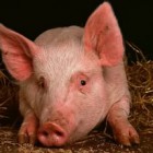 В бывшем детском лагере в Иссинском районе начали разводить свиней