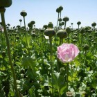 В Пензенской области немолодая женщина развела огромную плантацию мака