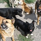 Соцсети: «В Засечном на детей напала стая бездомных собак»