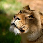 Энгельская львица Майя, напавшая на подростка, прибыла в Пензенский зоопарк