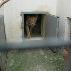 Львице Майе, едва не расправившейся с подростком, устроили фотосет в пензенском зоопарке