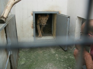 Львице Майе, едва не расправившейся с подростком, устроили фотосет в пензенском зоопарке