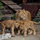 Пензенский зоопарк сменит режим работы