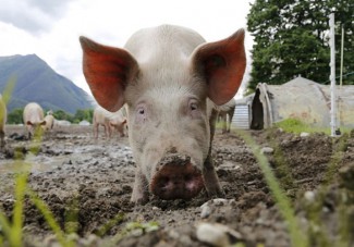 В Пензенской области зафиксирован второй очаг африканской чумы свиней