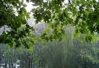 Сегодня в Пензенской области ожидается дождь и гроза 