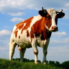 В Пензенской области корова едва не отправила «на тот свет» четырех человек