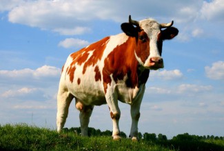 В Пензенской области корова едва не отправила «на тот свет» четырех человек