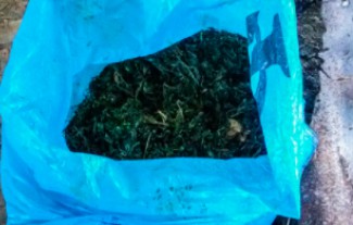 У жителя Грабово полицейские нашли пакет с «дурман-травой»