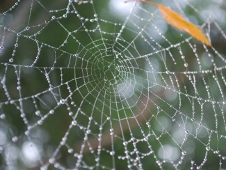 Пензенец озадачен таинственной окраской паука, увиденного им в городе 