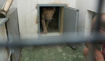 Хозяин забрал львицу Майю из пензенского зоопарка