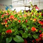 В Пензенской области «спасают» теплицу для выращивания роз
