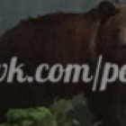 Медведь-хищник «забурился» в кооператив «Надежда» на КПД