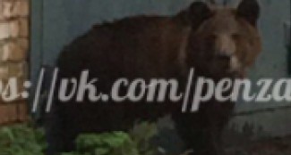 Медведь-хищник «забурился» в кооператив «Надежда» на КПД