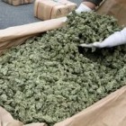 В Пензенской области «почти пенсионер» ответит в суде за страсть к марихуане