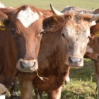 В соседнем от Пензы регионе зафиксирована вспышка заболевания скота 