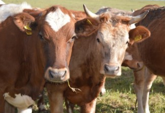 В соседнем от Пензы регионе зафиксирована вспышка заболевания скота 