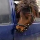 В Пензенской области физическое лицо перевозило быка и лошадь без документов