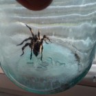 Житель Пензенской области нашел дома тарантула