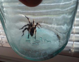Житель Пензенской области нашел дома тарантула