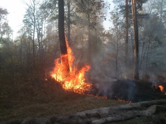 На участке Кузнецко-Комаровского лесничества произошел серьезный пожар 