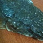 Пензенец нашел в одной из торговых точек неведомое чудище среди рыбы