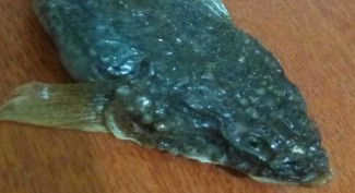 Пензенец нашел в одной из торговых точек неведомое чудище среди рыбы
