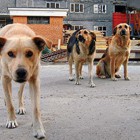 В районе ГПЗ на пензенца напала стая бродячих собак