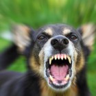 В Пензе суд оштрафовал владельца собаки, покусавшей маленькую девочку
