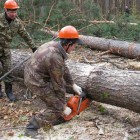 В Кузнецке лесорубы «наломали дров» на 60 млн. рублей 