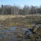 В Сосновке местного жителя поглотило болото 