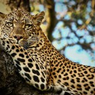 Леопард, напавший на детей в Саратове, поселился в пензенском зоопарке