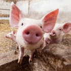 Губернатор Саратовской области испугался зараженных пензенских свиней 