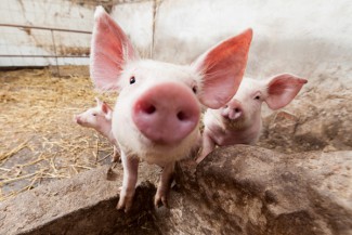Губернатор Саратовской области испугался зараженных пензенских свиней 