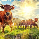 Пензенская область лидирует в ПФО в сфере развития животноводства