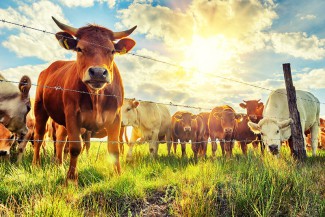 Пензенская область лидирует в ПФО в сфере развития животноводства