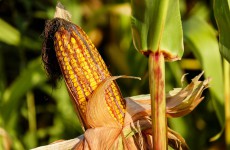 В Пензенской области двое мужчин умудрились украсть две с половиной тонны зерна кукурузы