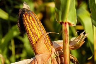 В Пензенской области двое мужчин умудрились украсть две с половиной тонны зерна кукурузы