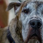 В Пензе около школы мужчина выгуливал огромную собаку без поводка и намордника – соцсети