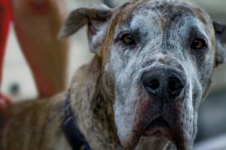В Пензе около школы мужчина выгуливал огромную собаку без поводка и намордника – соцсети