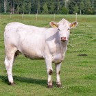 Мошенники «развели на корову» жительницу Пензенской области