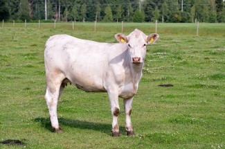 Мошенники «развели на корову» жительницу Пензенской области