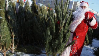 Где можно купить новогоднюю елку в Пензе? Полный список адресов елочных базаров