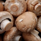 Белозерцев и Кулинцев вплотную занялись грибами