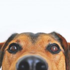 Cоцсети: В Пензе живодеры устроили массовую травлю собак